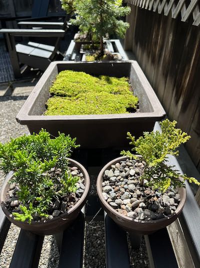 Bonsai
