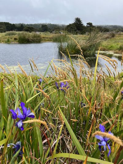 Sea Ranch